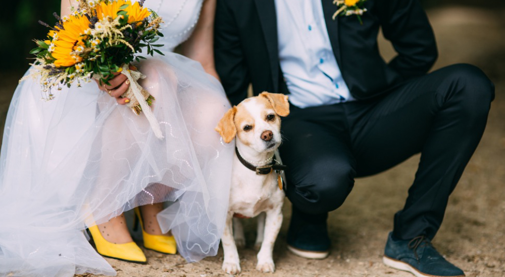 make your dog part of your wedding party in NYC